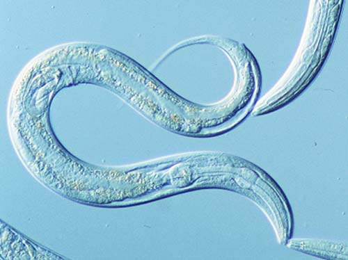 c-elegans