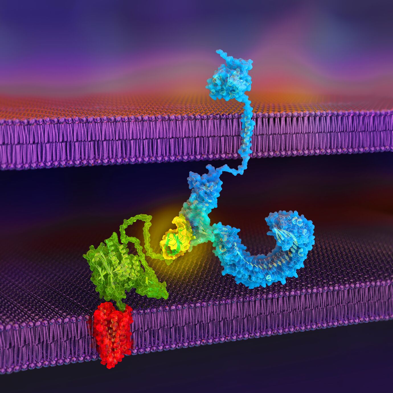 cell-surface receptor