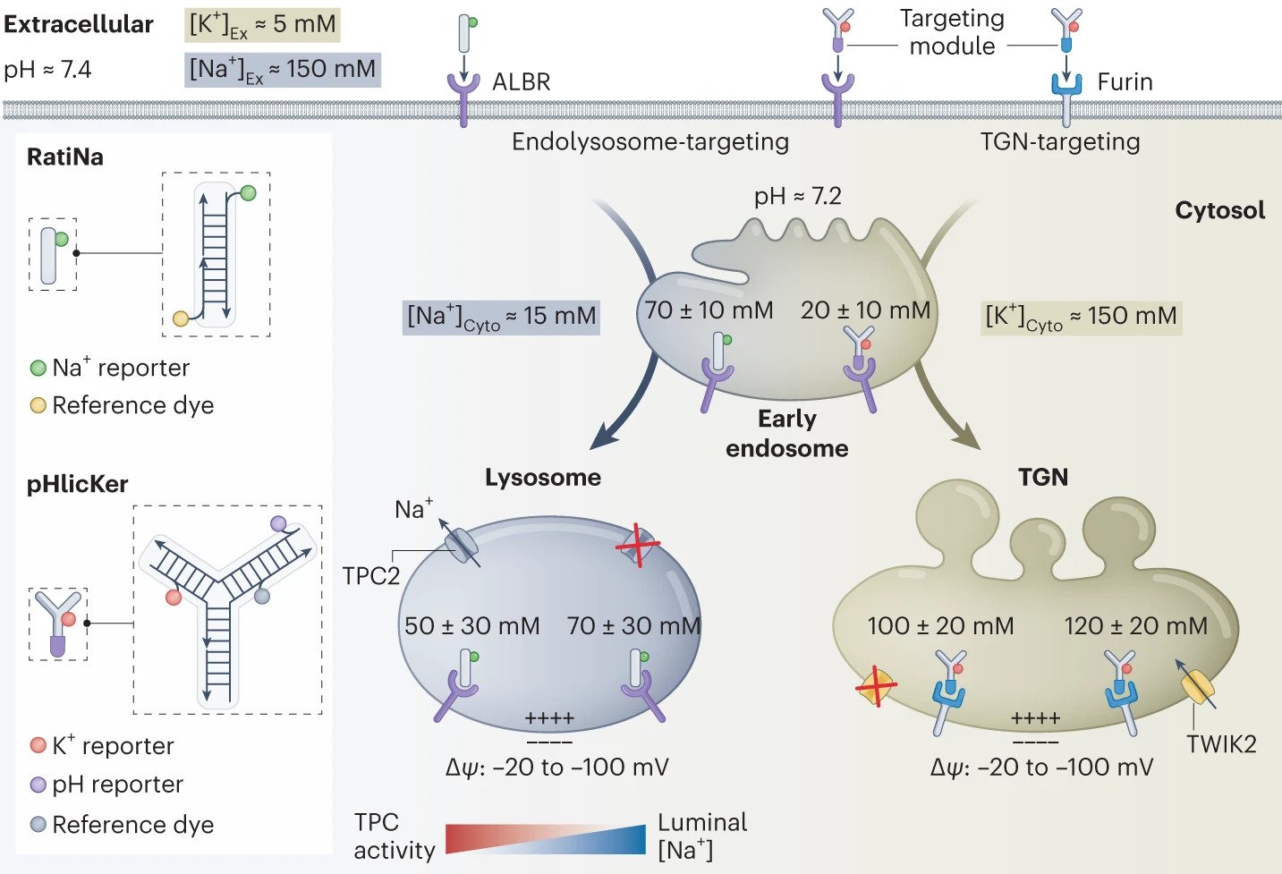 DNA-based nanodevices