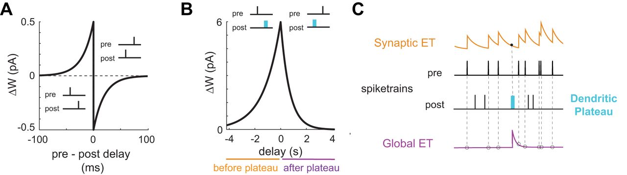 STDP and BTSP graph