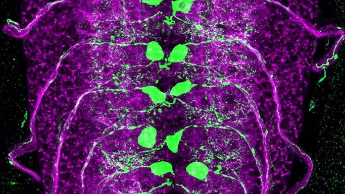 Fruit Fly Spinal Cord