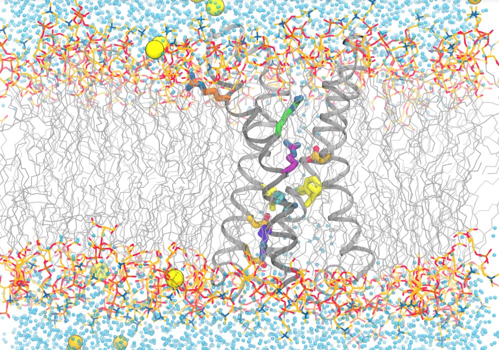 voltage-sensitive phosphatase’s motions