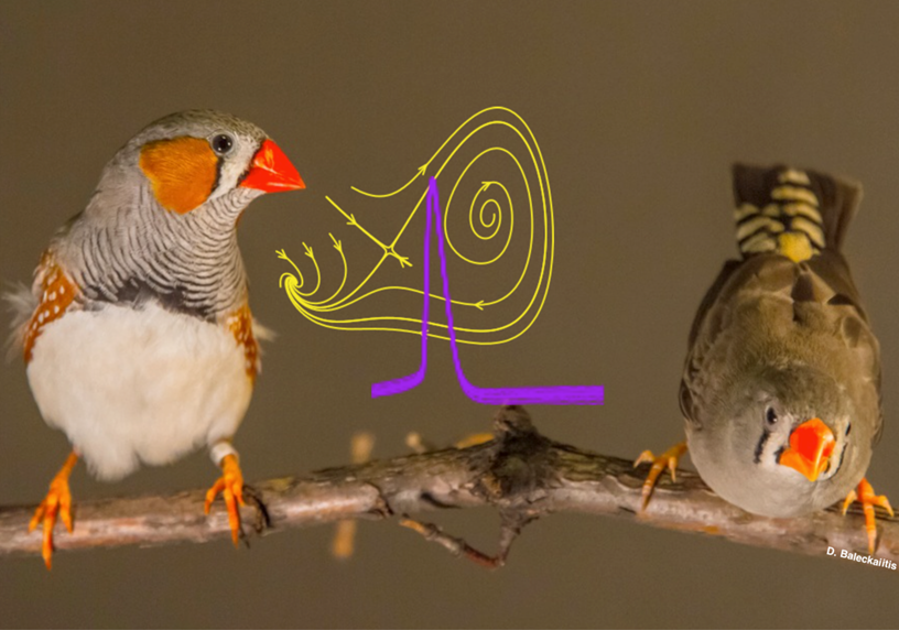 does-birdsong-hold-the-key-to-understanding-speech-impediments