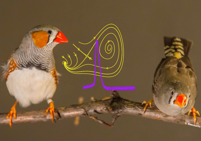 finch