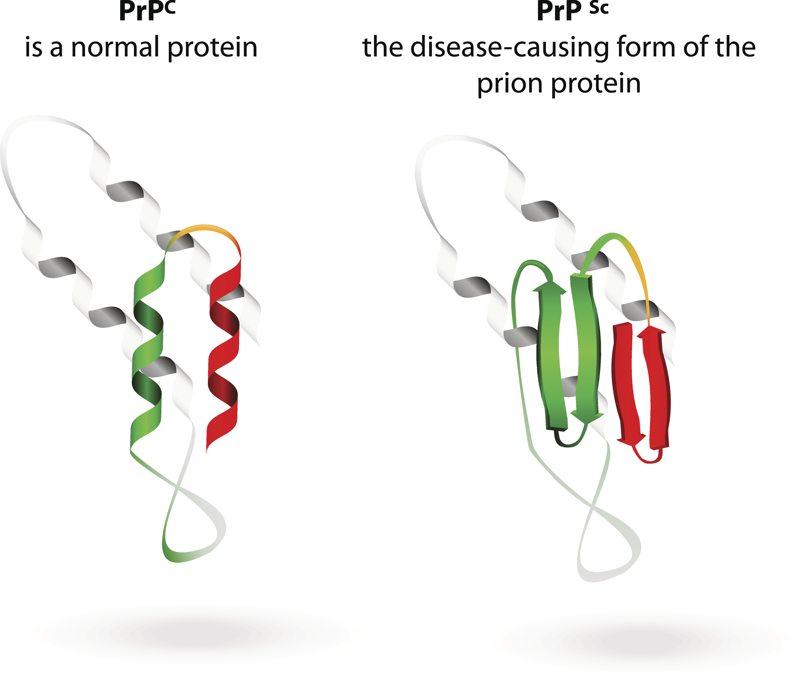 A photo of a normal protein and a misfolded protein