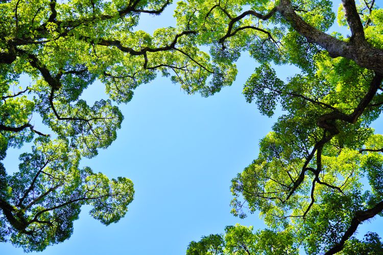 nature