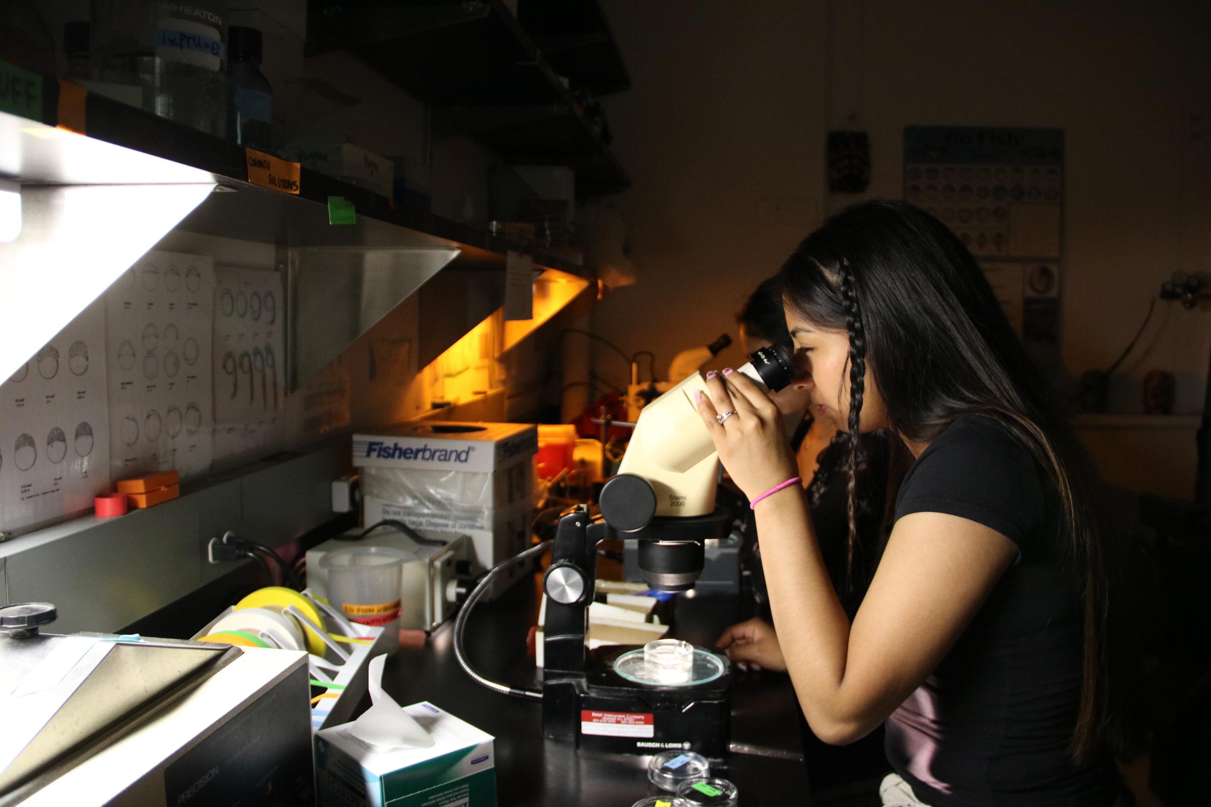 Student looking at microscope