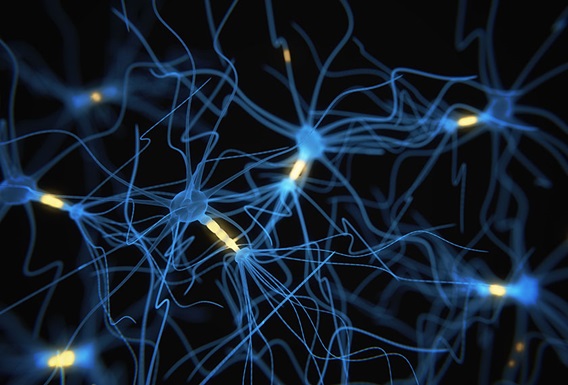 neurons