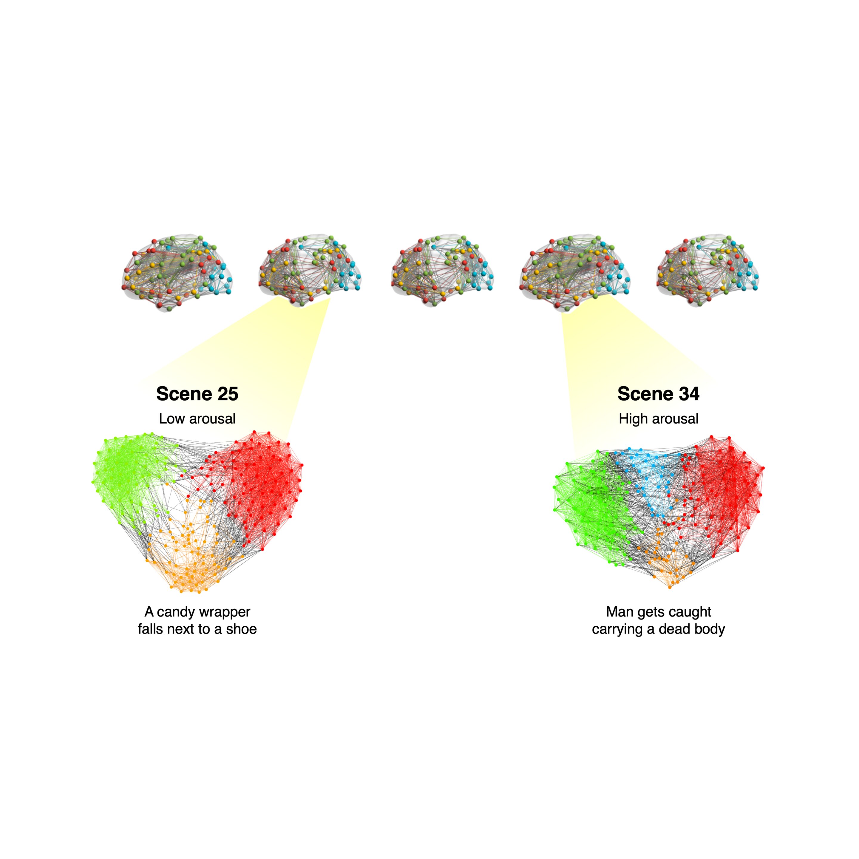 functional networks in the brain