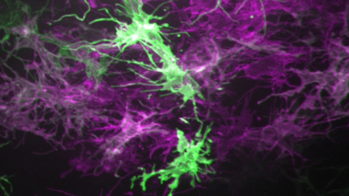 neonatal cells