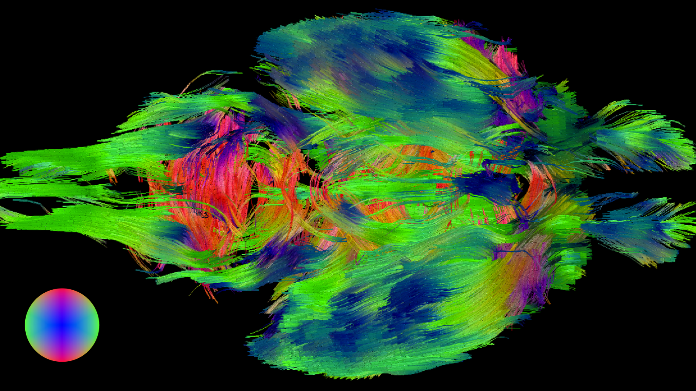  a visualization of whole brain interconnectivity, with colors depicting directionality