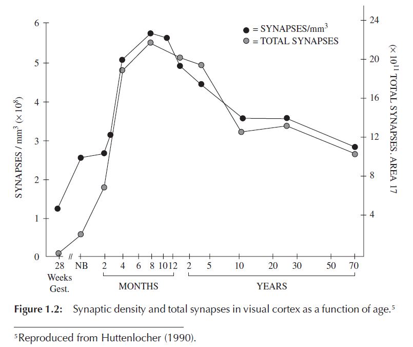 Synapse Graph