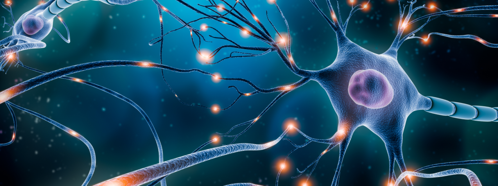 neurons