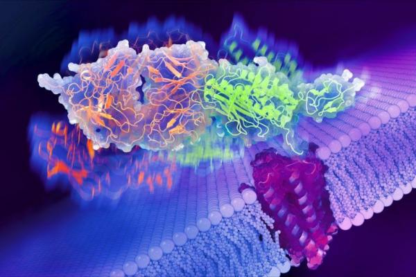 G protein-coupled receptors