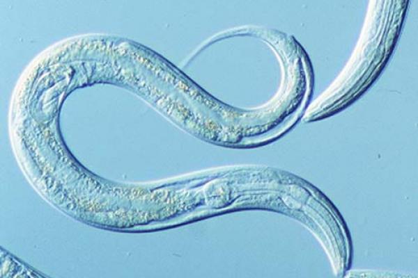 c-elegans