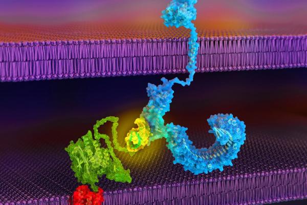 cell-surface receptor