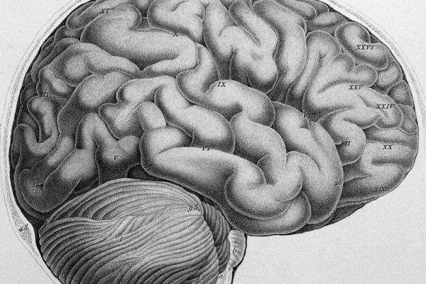 Black and gray brain image
