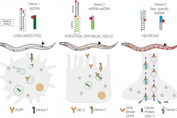 multicellular living organism