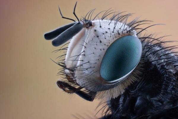 A closeup of a fly