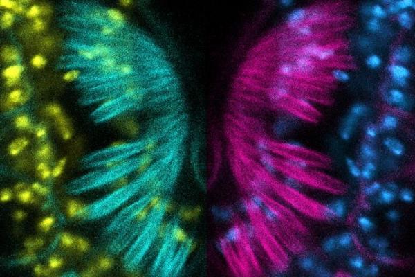 Fruit fly models