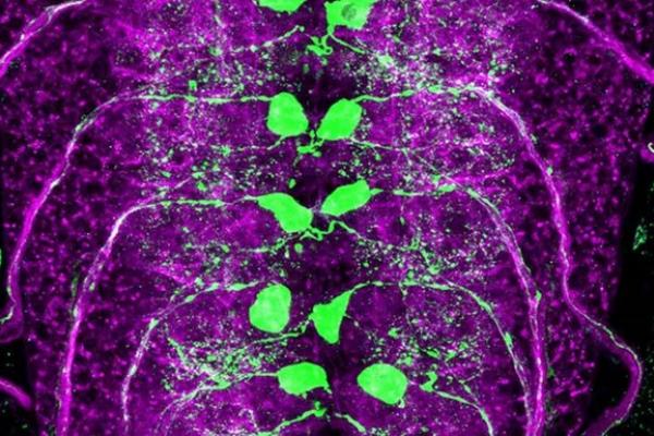 Fruit Fly Spinal Cord