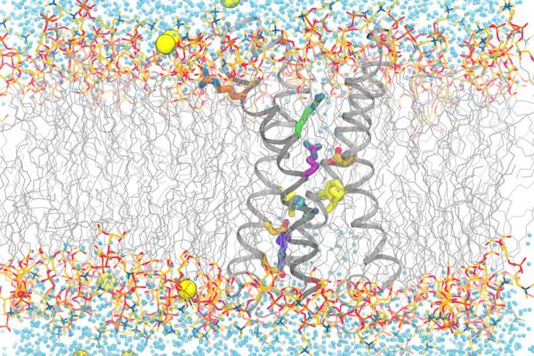 voltage-sensitive phosphatase’s motions