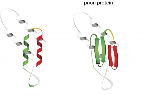 A photo of a normal protein and a misfolded protein