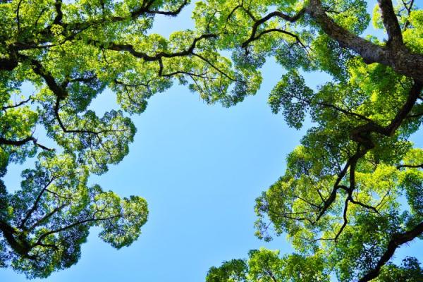 nature