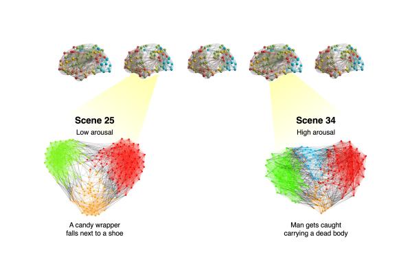 functional networks in the brain